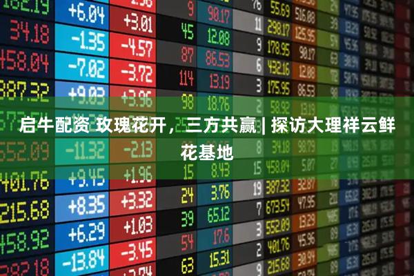 启牛配资 玫瑰花开，三方共赢 | 探访大理祥云鲜花基地